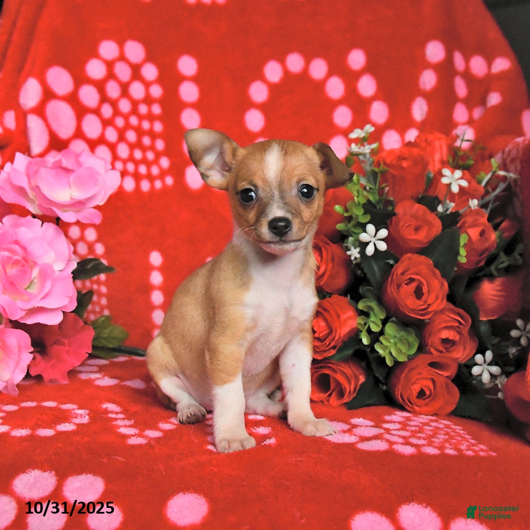Mixed Breed dogs for sale: Pearl - Ad 8