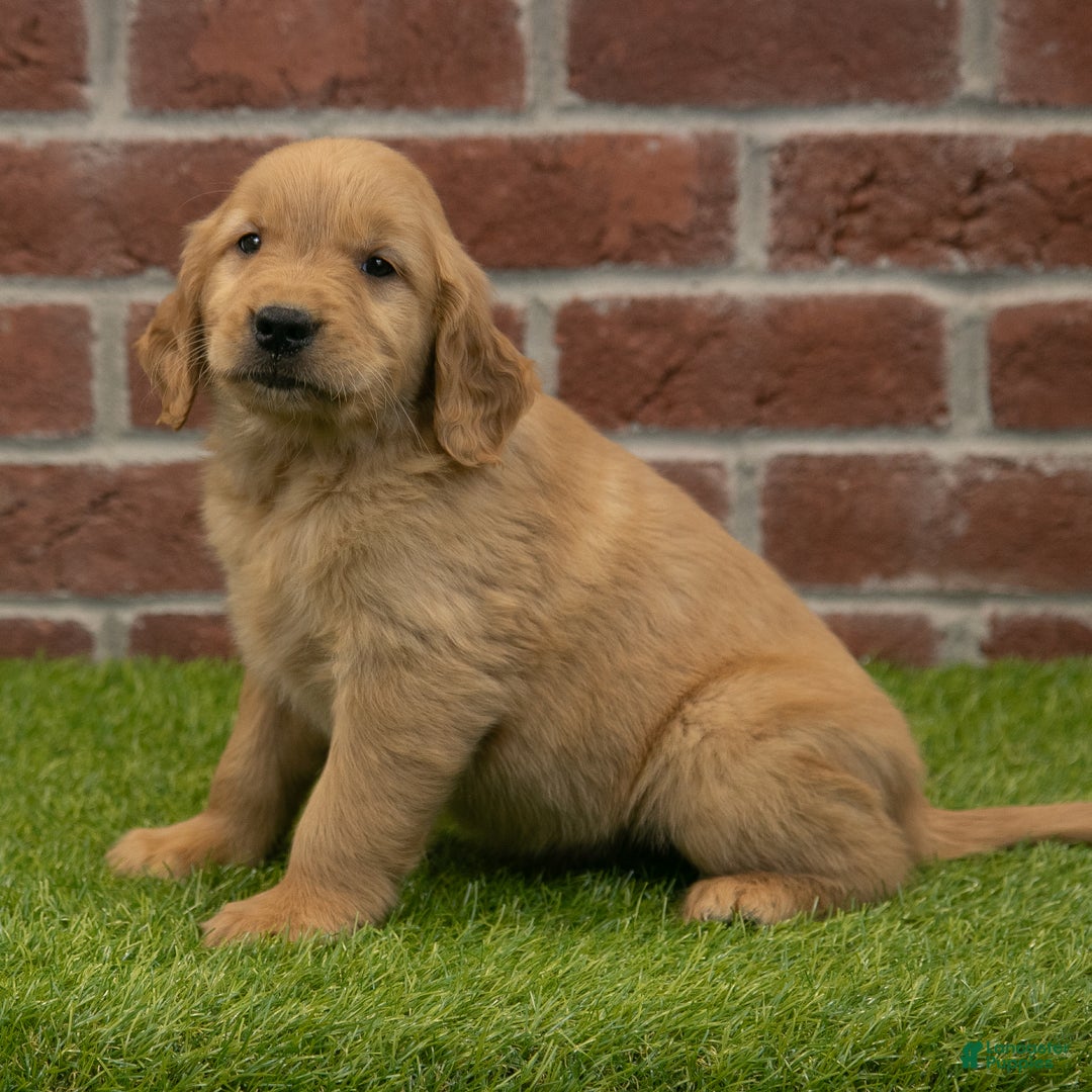 Harvey for sale in Dundee Lancaster Puppies