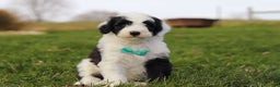 Sheepadoodle dogs for sale: Jangle - Ad 1