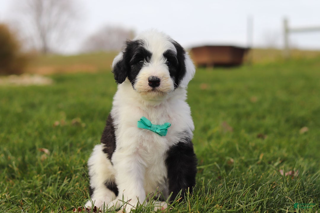 Sheepadoodle dogs for sale: Jangle - Ad 1