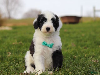 Sheepadoodle dogs Jangle - Ad 2