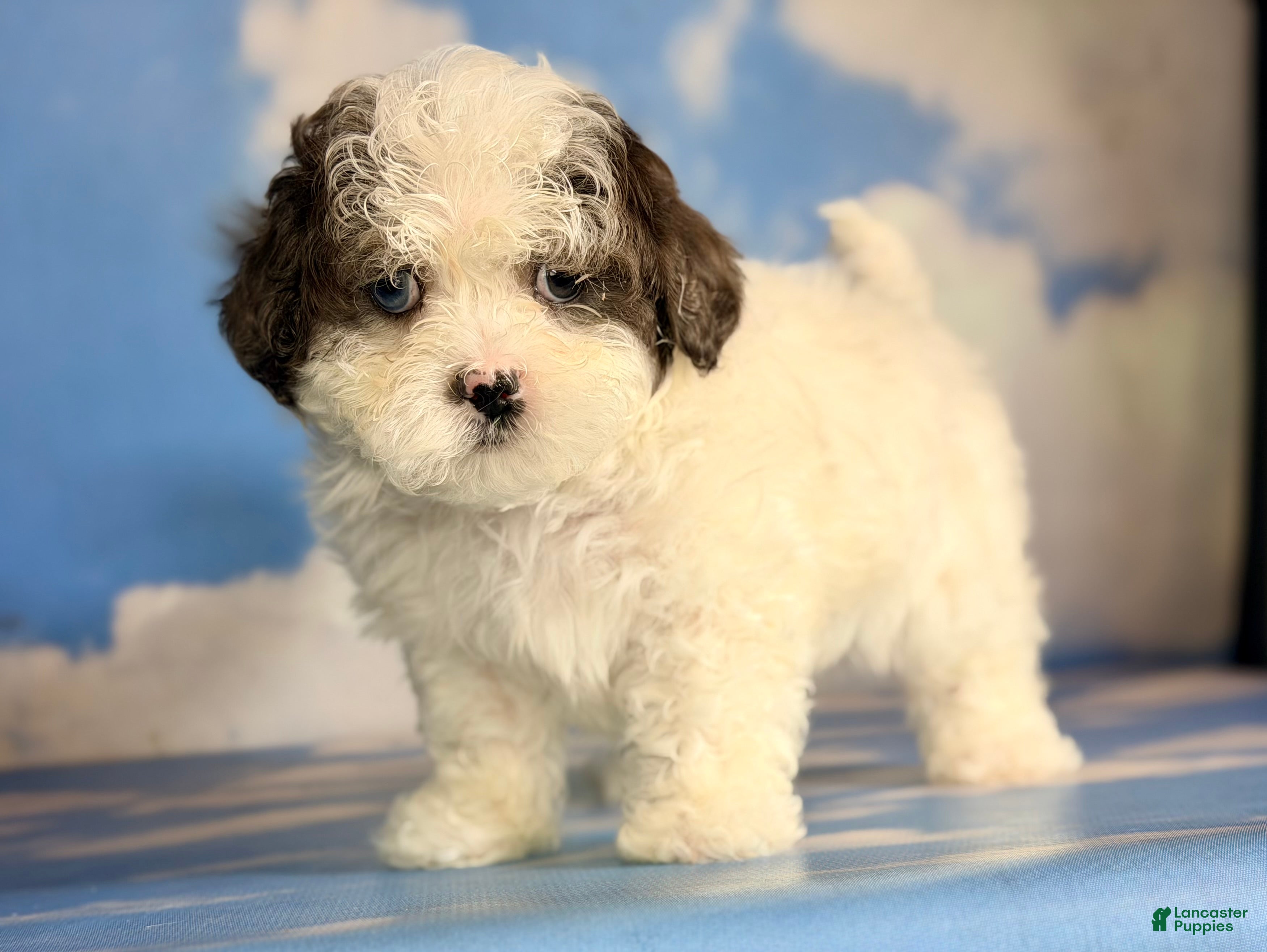 Shihpoo dogs Blue eyed Jack - Ad 6