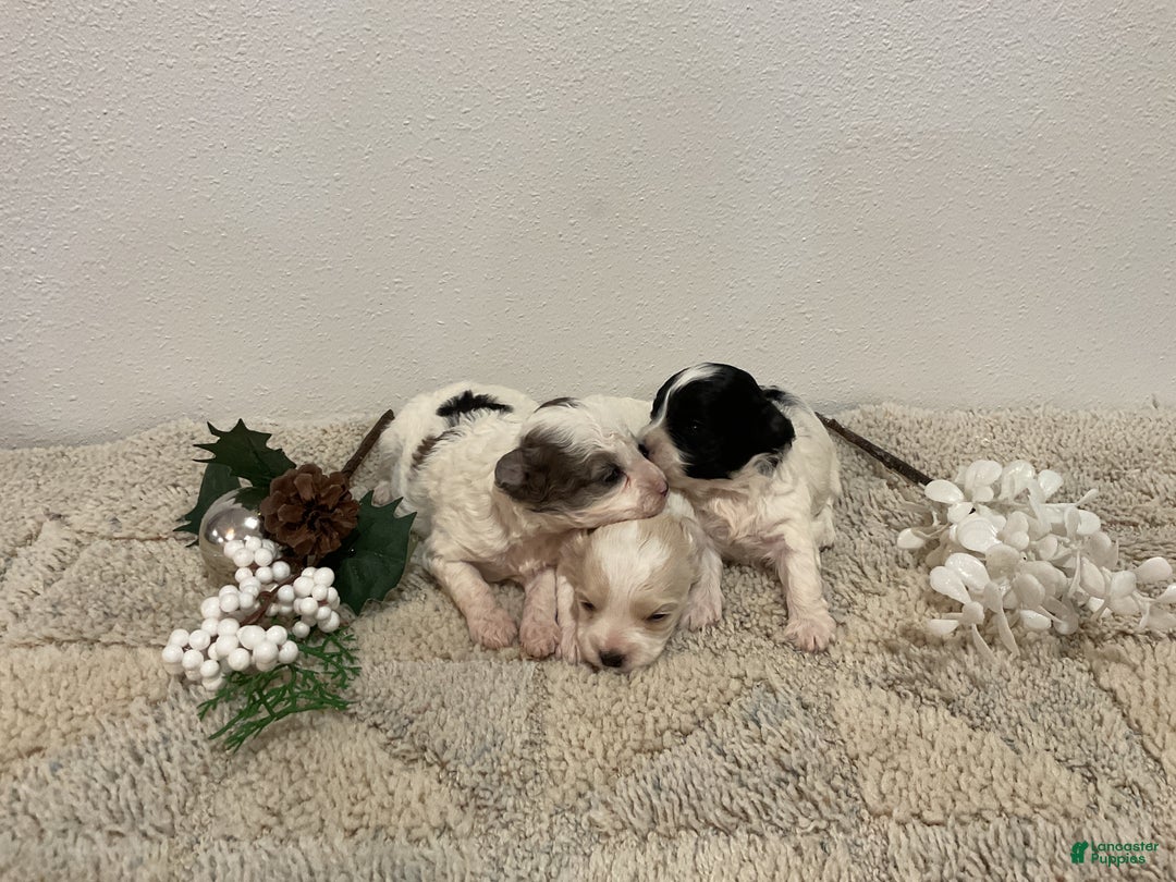 Maltipoo dogs for sale: HOLLY - Ad 5