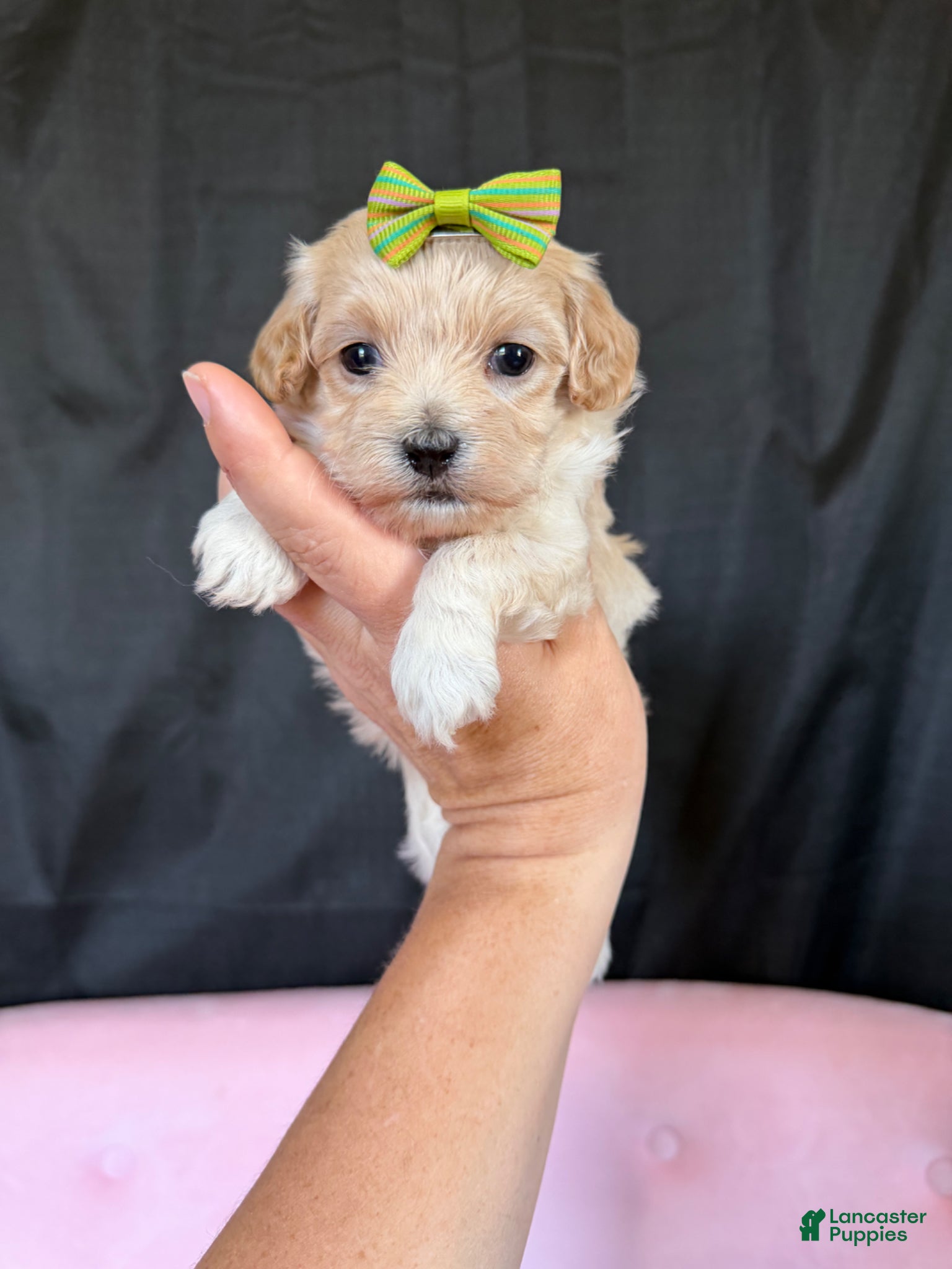Maltipoo dogs Barbies Maltipoo Girl! Green Bow 💚 - Ad 3