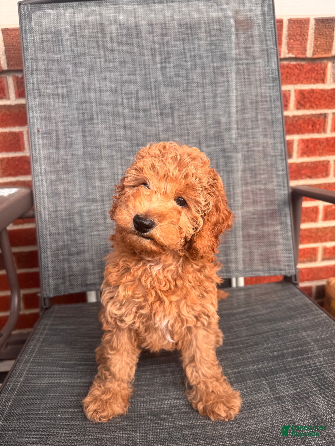 Toy Poodle dogs for sale: Ramses - Ad 1