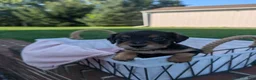Miniature Dachshund dogs for sale: Luna - Ad 3