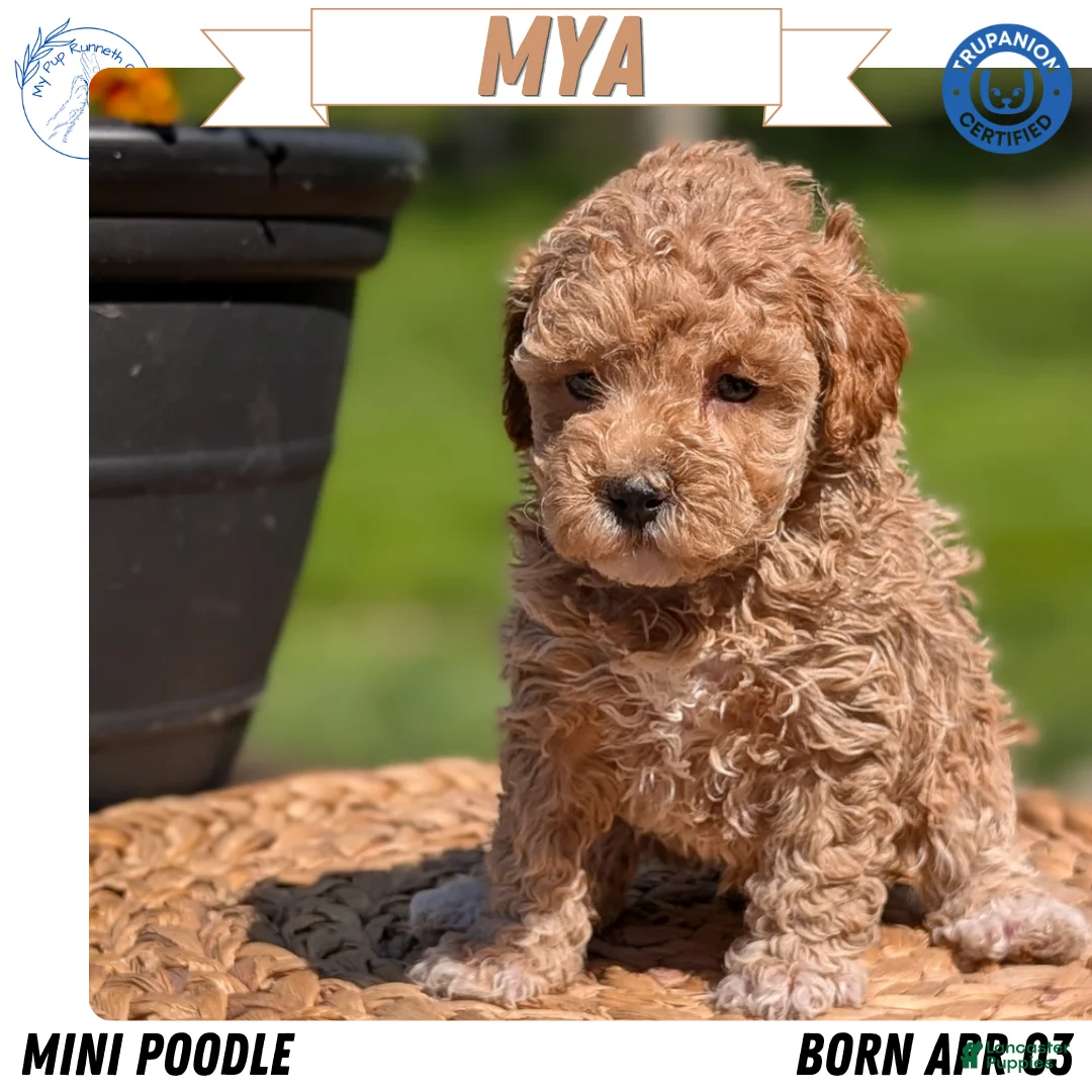 Miniature Poodle dogs for sale: Mya - Ad 1