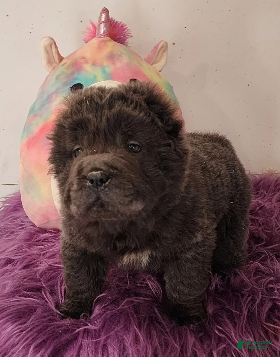 Shar Pei dogs for sale: Blue bear mini - Ad 2