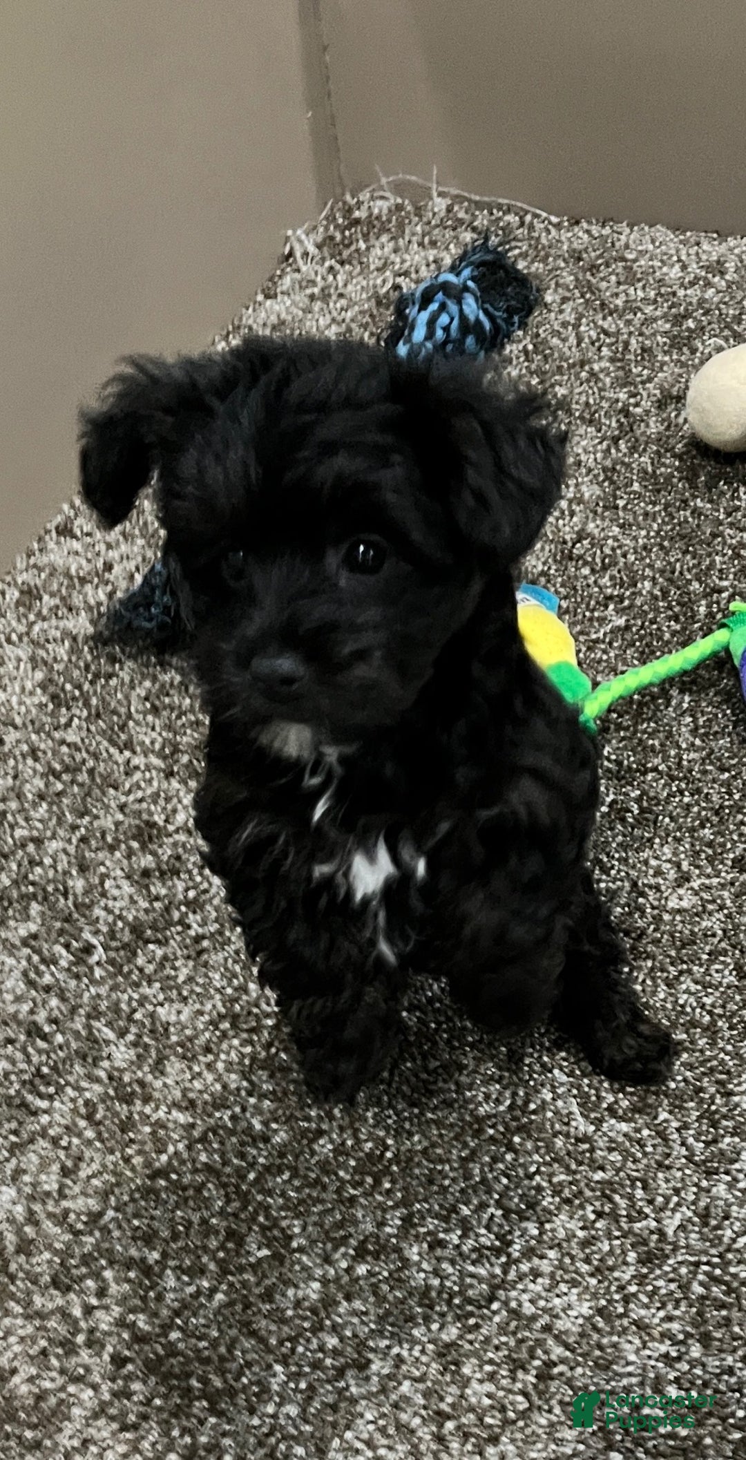 Yorkiepoo dogs for sale: Molly - Ad 4