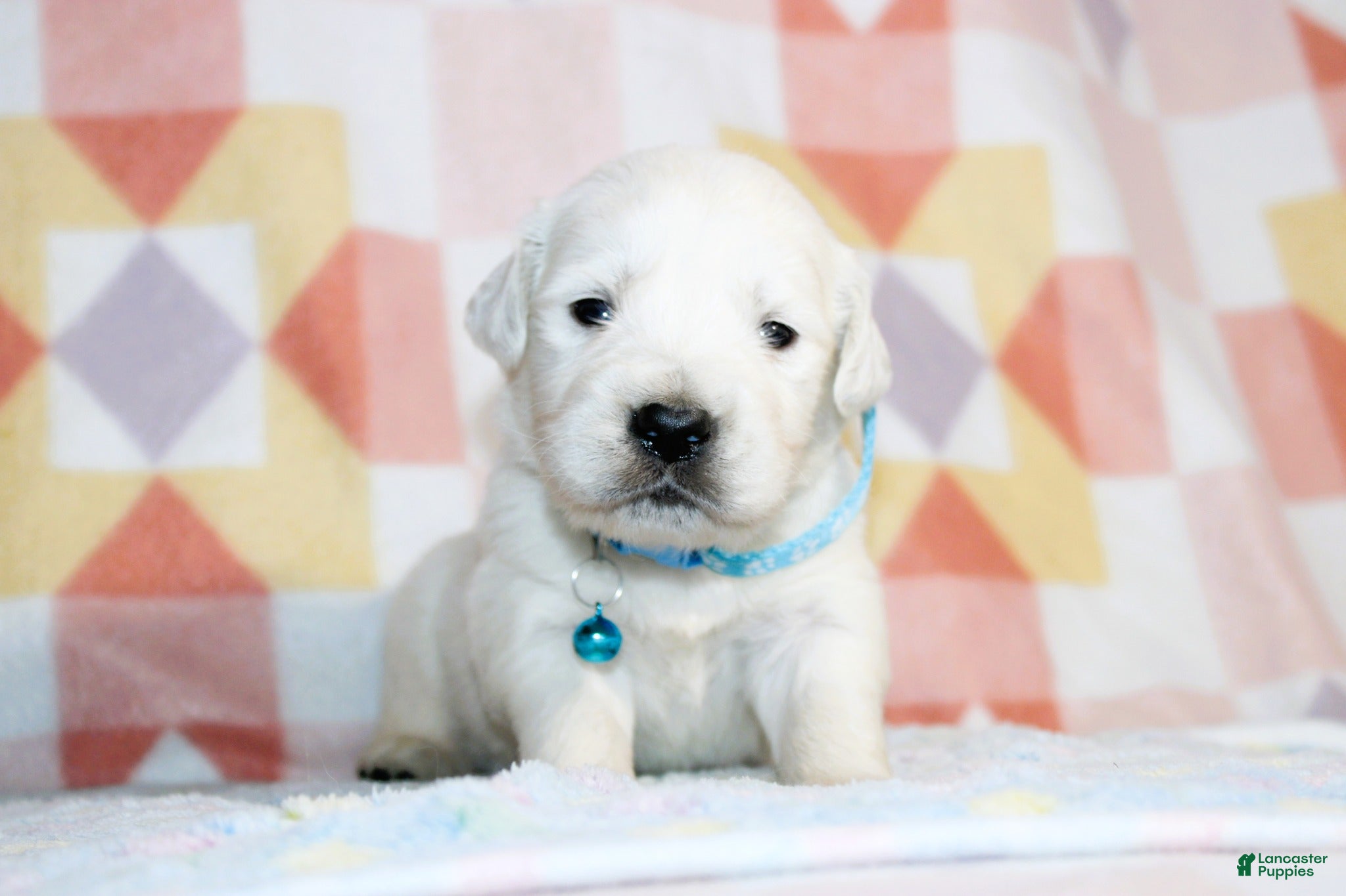 Golden Retriever dogs Theo - Ad 20