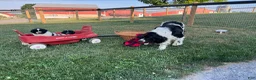 Newfoundland dogs for sale: Midnight❤️AKC Genetic Health Tested❤️Schedule a playdate - Ad 11