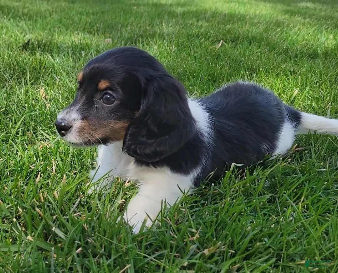 Miniature Dachshund dogs for sale: Sarge - Ad 2