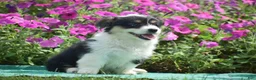 Welsh Corgi Pembroke dogs for sale: Jolene - Ad 11