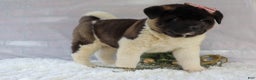Akita dogs for sale: Rosa - Ad 19