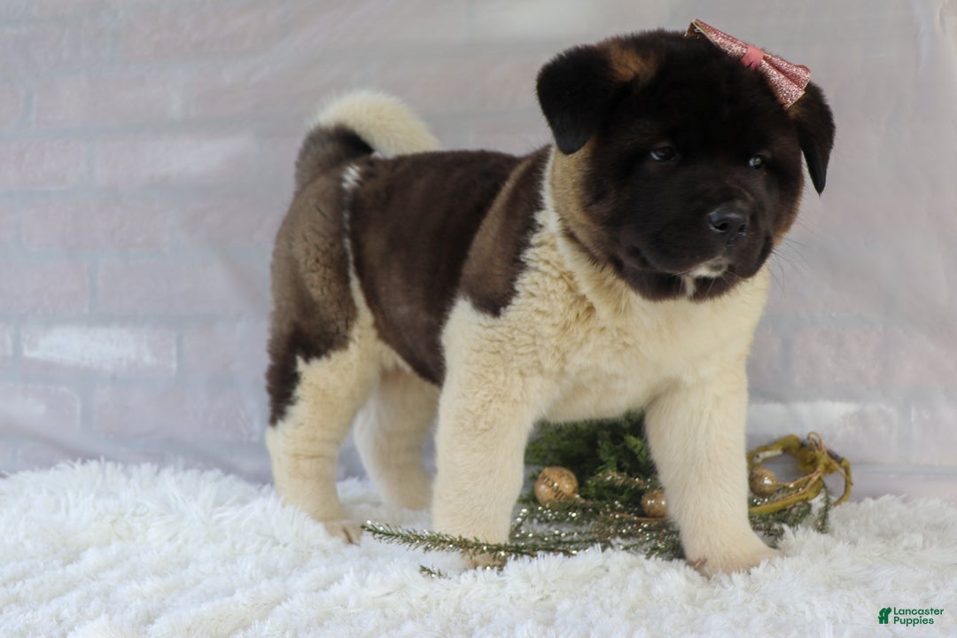 Akita dogs for sale: Rosa - Ad 19