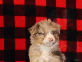 Mixed Breed dogs Poppy - Ad 34