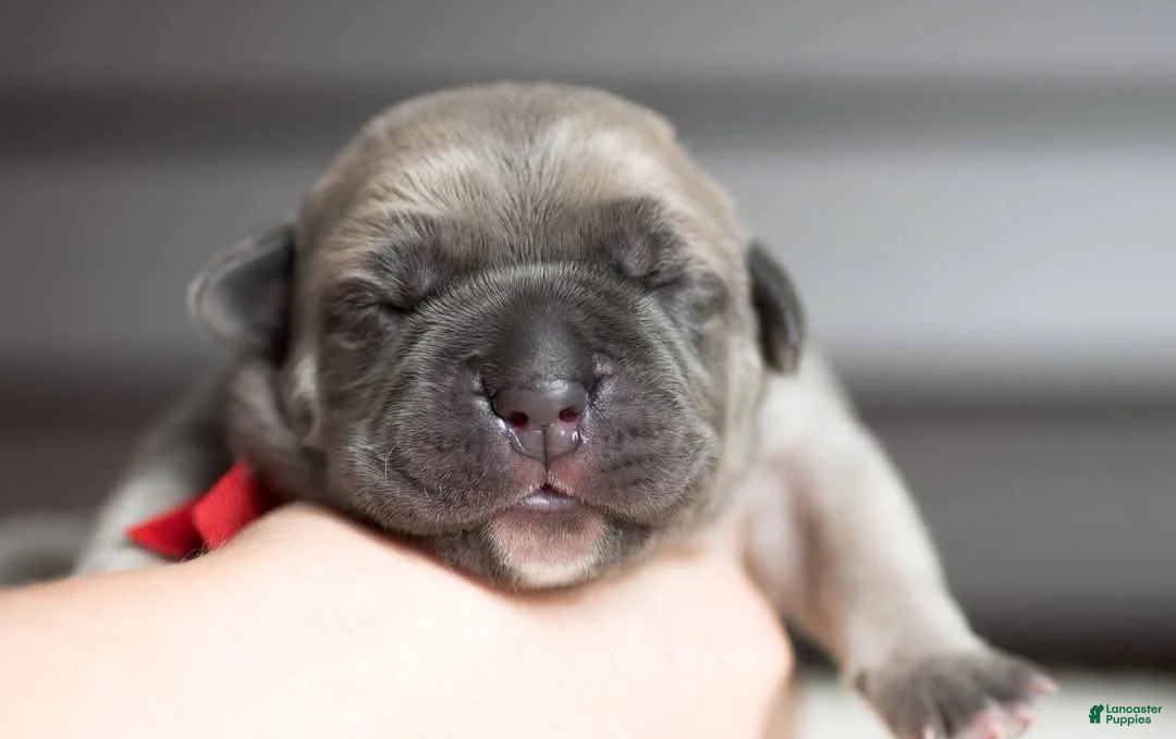 Cane Corso dogs for sale: Titan Bones Vanguard Defender  - Ad 4