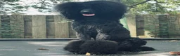 Standard Poodle dogs for sale: Standard Poodle 1 Green Boy - Ad 3