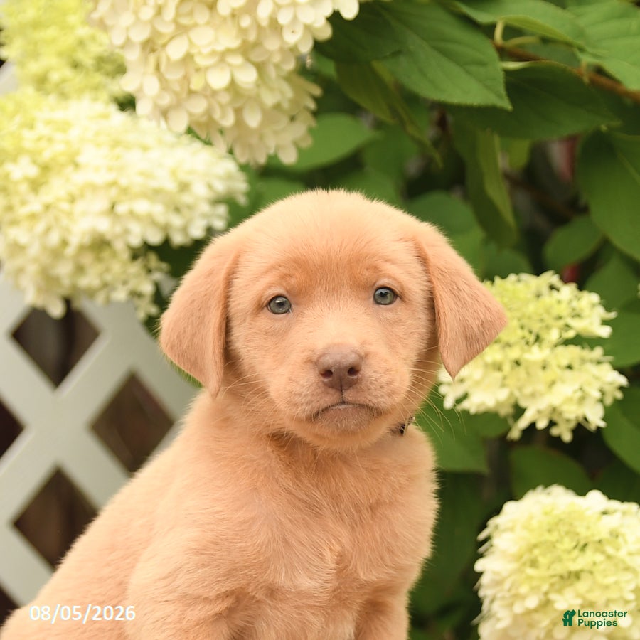 Labrador Retriever dogs Mango - Ad 2