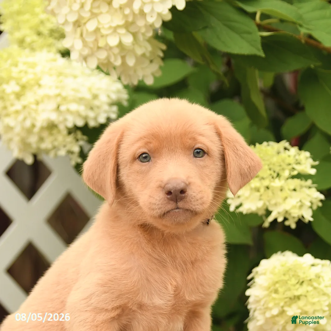 Labrador Retriever dogs for sale: Mango - Ad 2