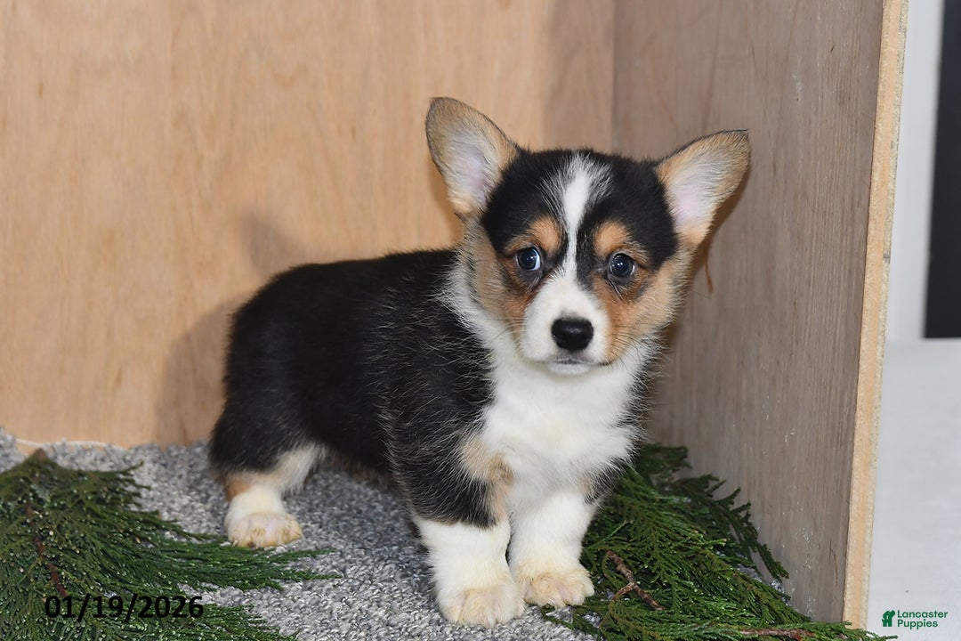 Welsh Corgi Pembroke dogs for sale: Lily - Ad 1