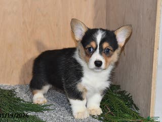 Welsh Corgi Pembroke dogs Lily - Ad 9