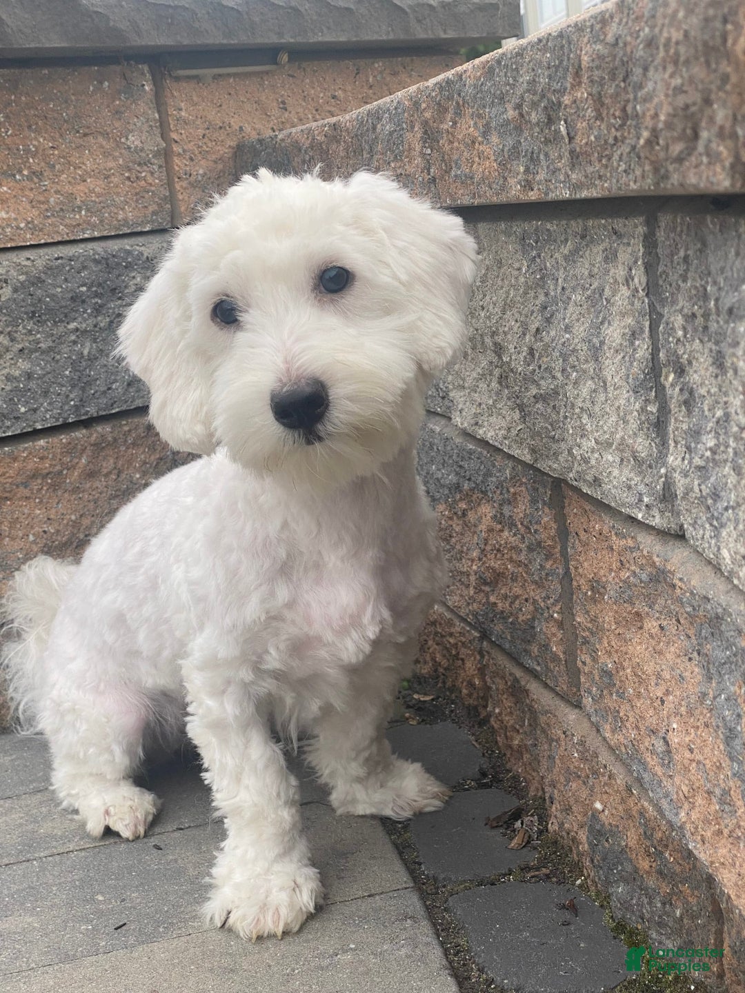 Coton De Tulear dogs for sale: Archer - Ad 5