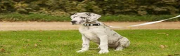 Great Dane dogs for sale: Beatrice Great Dane  - Ad 5