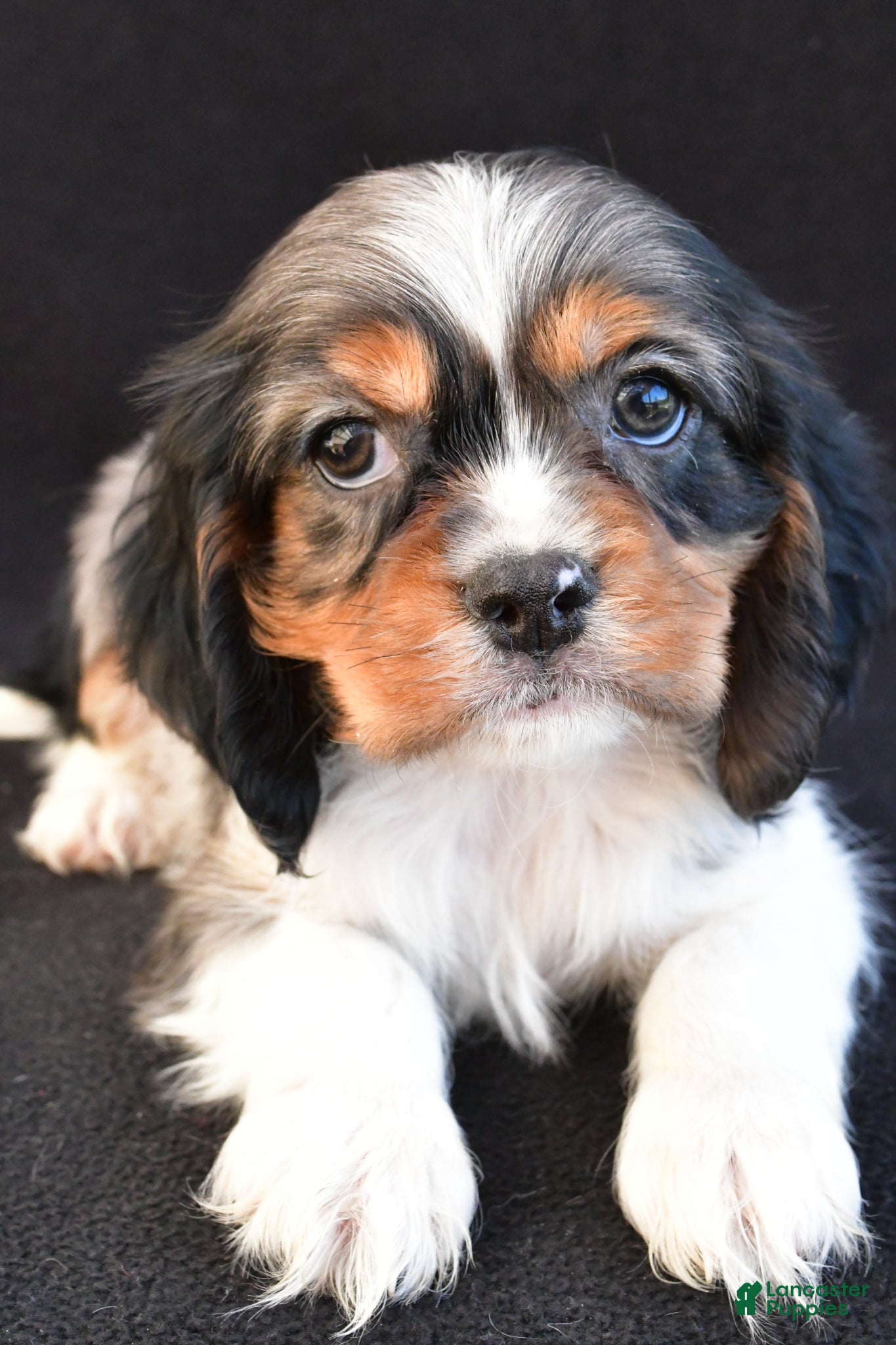 Mixed Breed dogs Alex - Ad 1