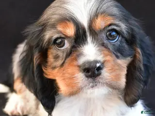 Mixed Breed dogs for sale: Alex - Ad 4