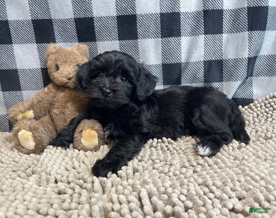 Mixed Breed dogs for sale: Ruby - Ad 4