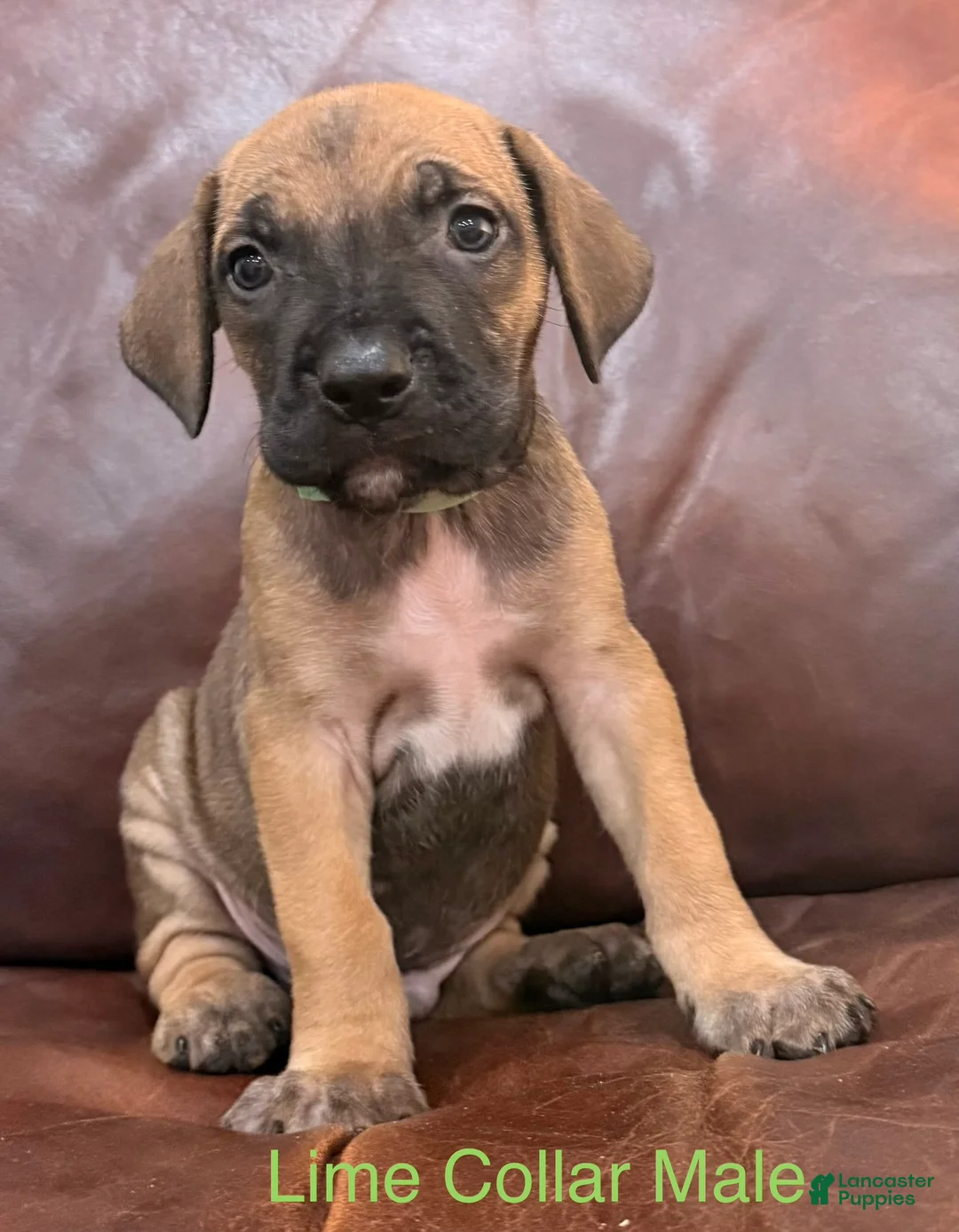 Cane Corso dogs for sale: Cane Corso Puppy Male Lime Collar  - Ad 3