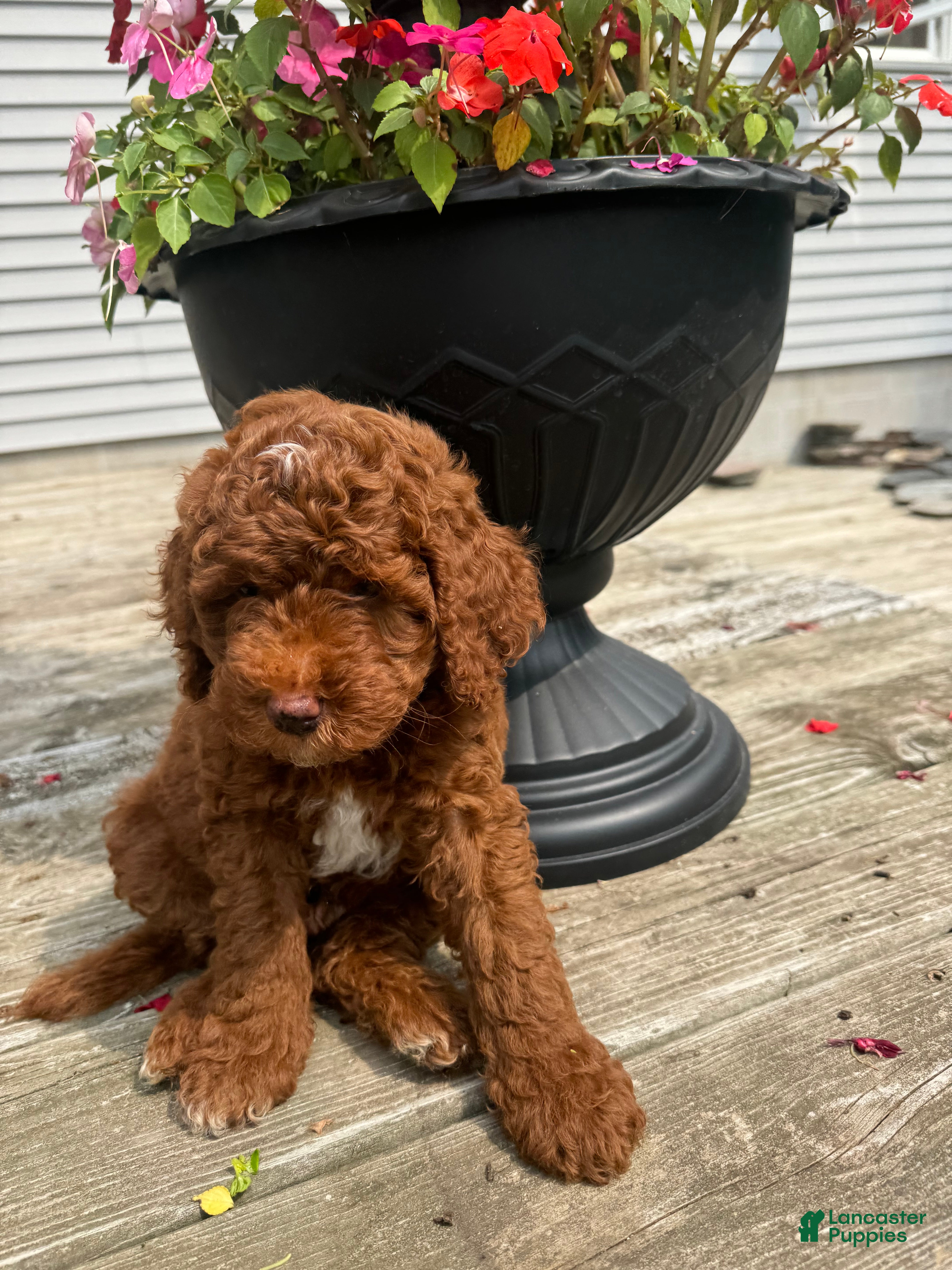 Cockapoo dogs Juneau  - Ad 2