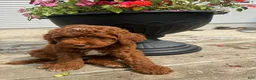 Cockapoo dogs for sale: Juneau  - Ad 2