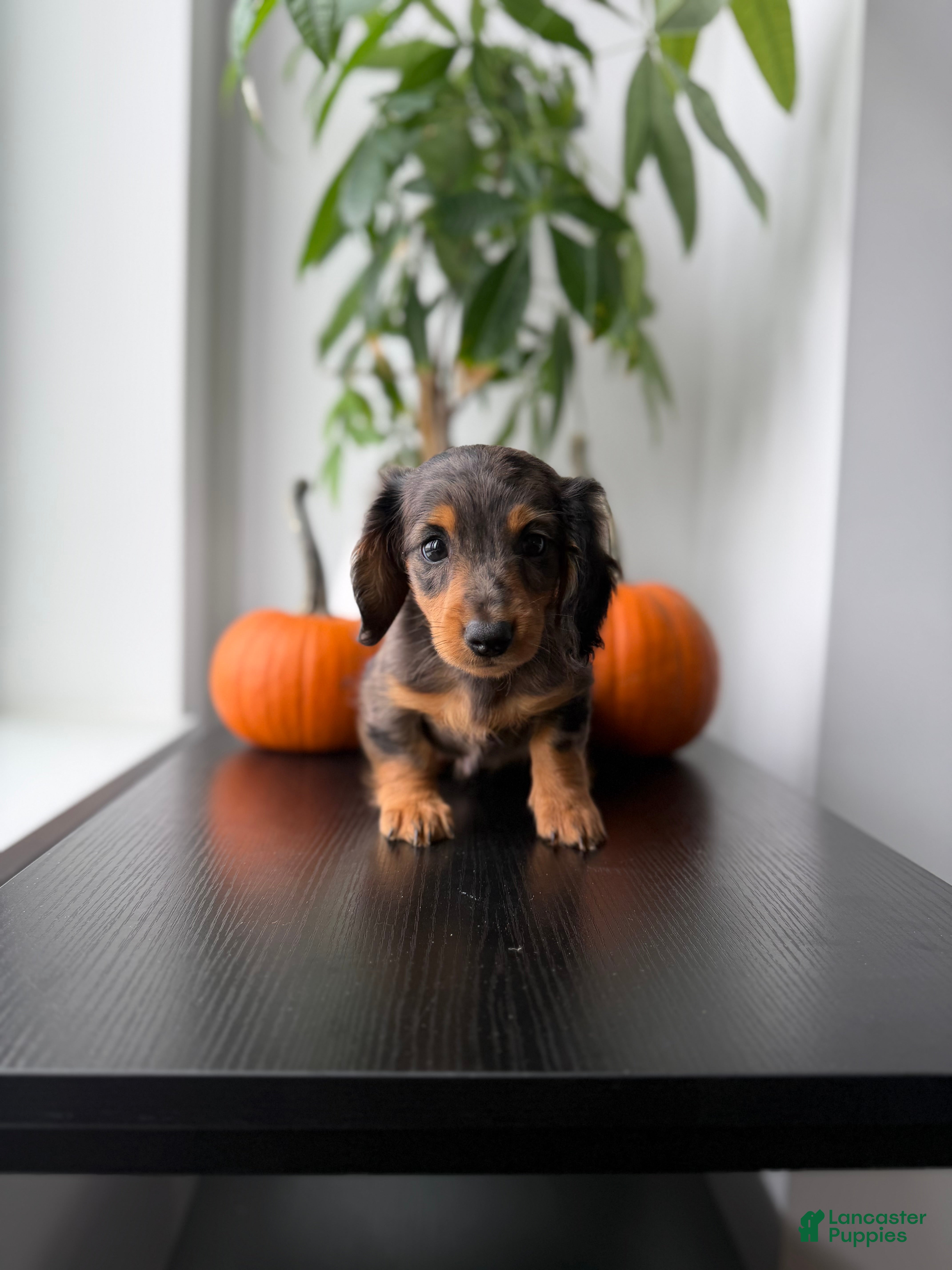 Miniature Dachshund dogs Mikko  - Ad 2