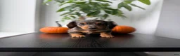 Miniature Dachshund dogs for sale: Mikko  - Ad 2