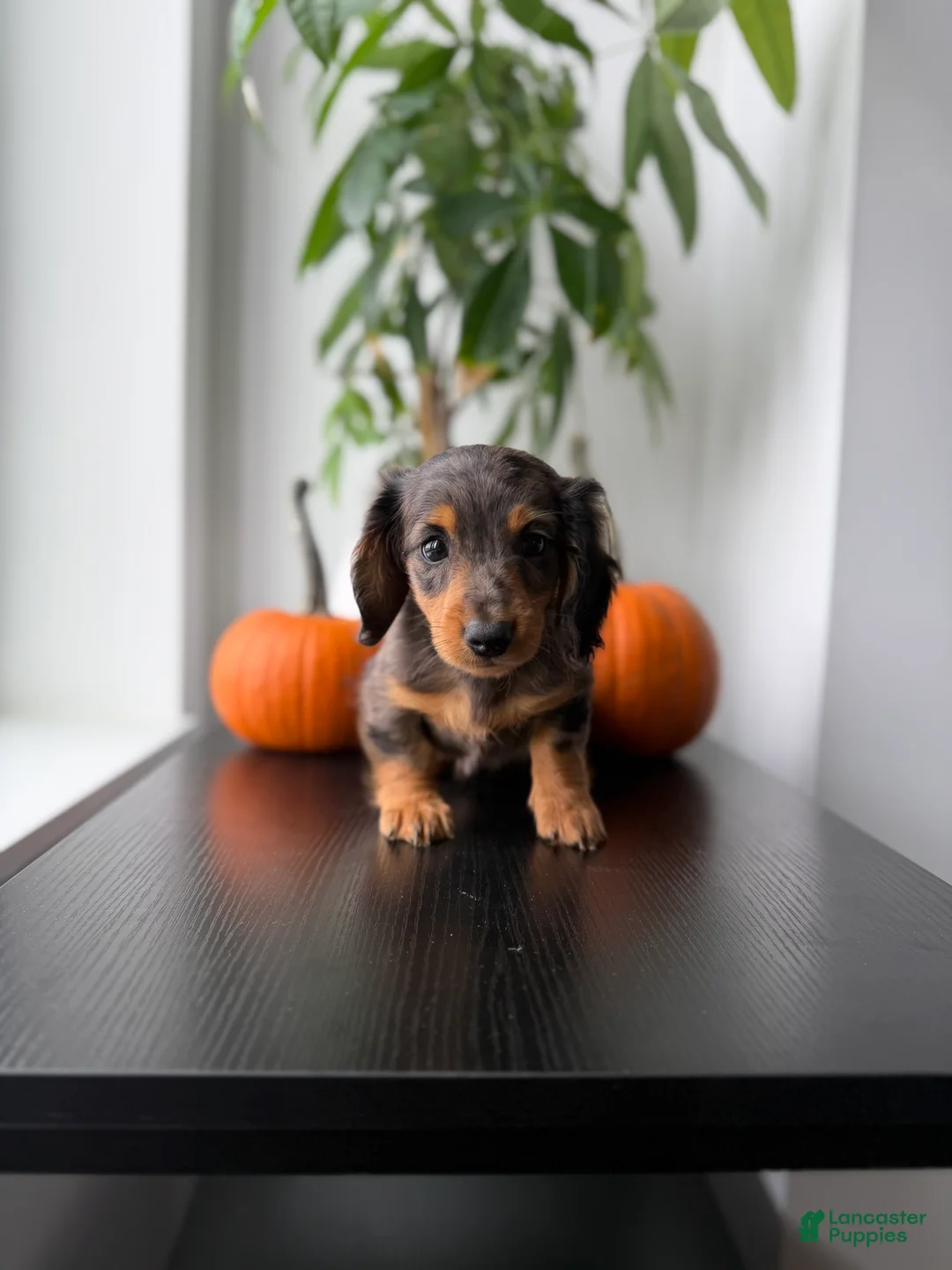 Miniature Dachshund dogs for sale: Mikko  - Ad 2