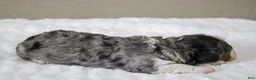 Mini Bernedoodle dogs for sale: Sunny  - Ad 5