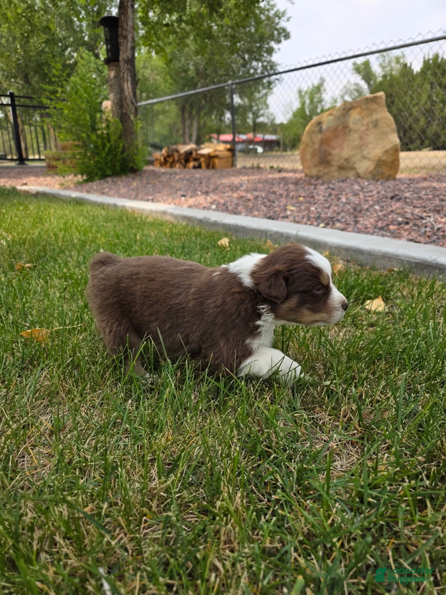 Australian Shepherd dogs Mocha Red tri - Ad 2