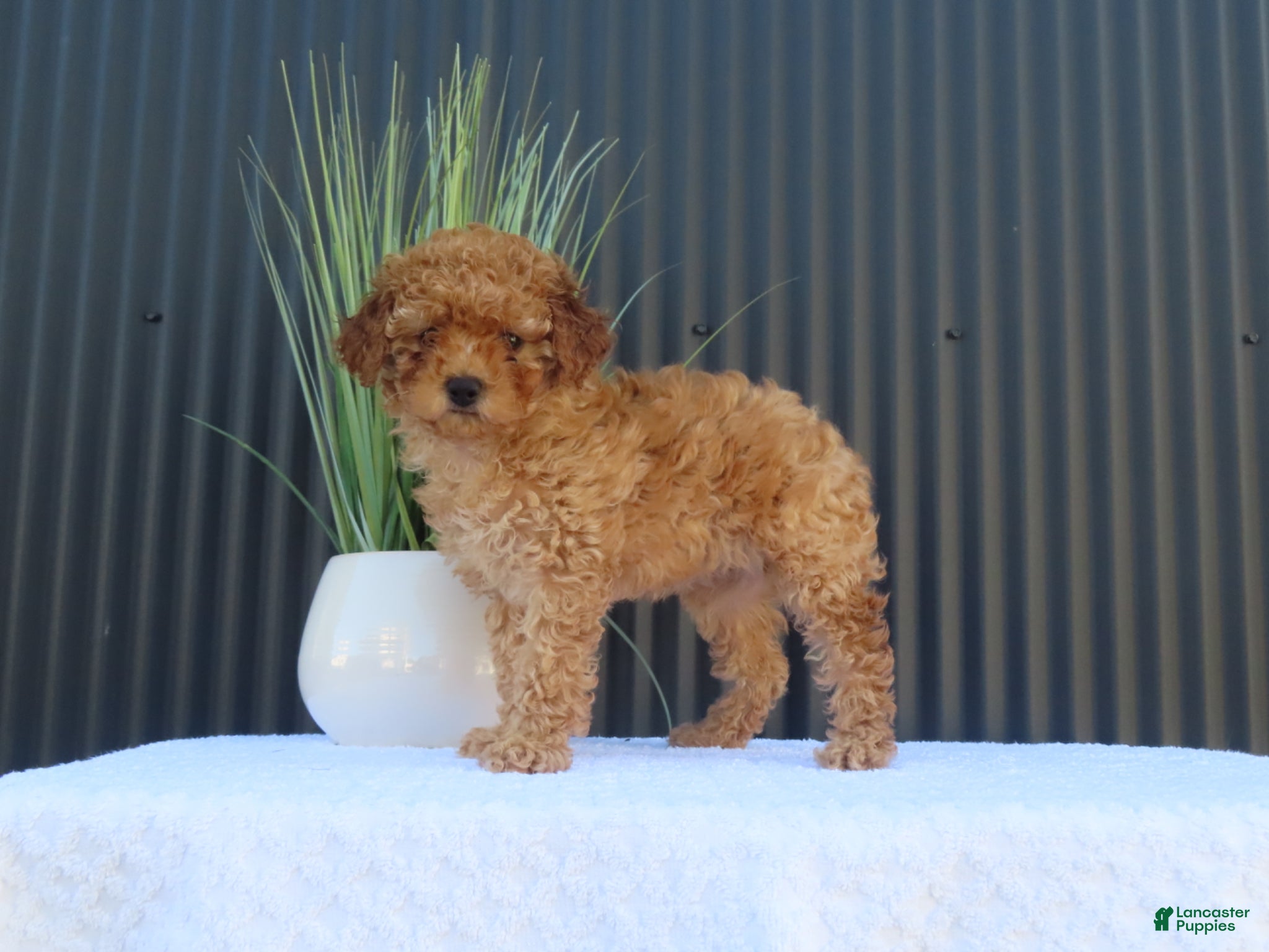 Toy Poodle dogs Misty - Ad 2