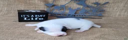 Jack Russell Terrier dogs for sale: Prince JRT purebred DELIVERY AVAILABLE  - Ad 5