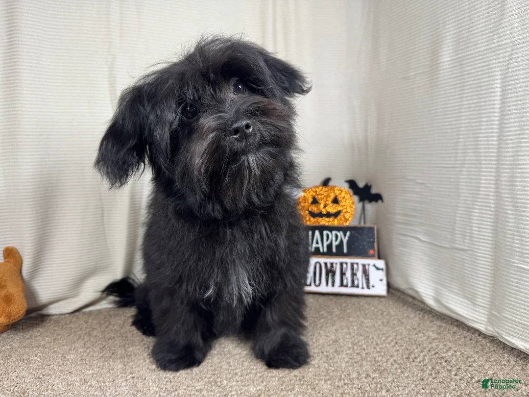 Morkie dogs for sale: Morkie 1 - Ad 2