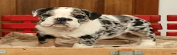 English Bulldog dogs for sale: Blue Jazz - Ad 9