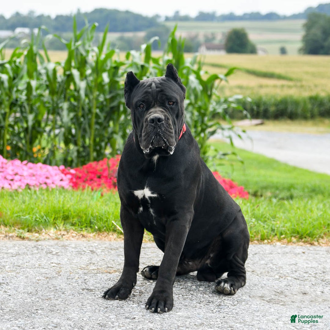 Cane Corso dogs for sale: Fido - Ad 6