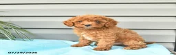 Cavapoo dogs for sale: Alice  - Ad 3