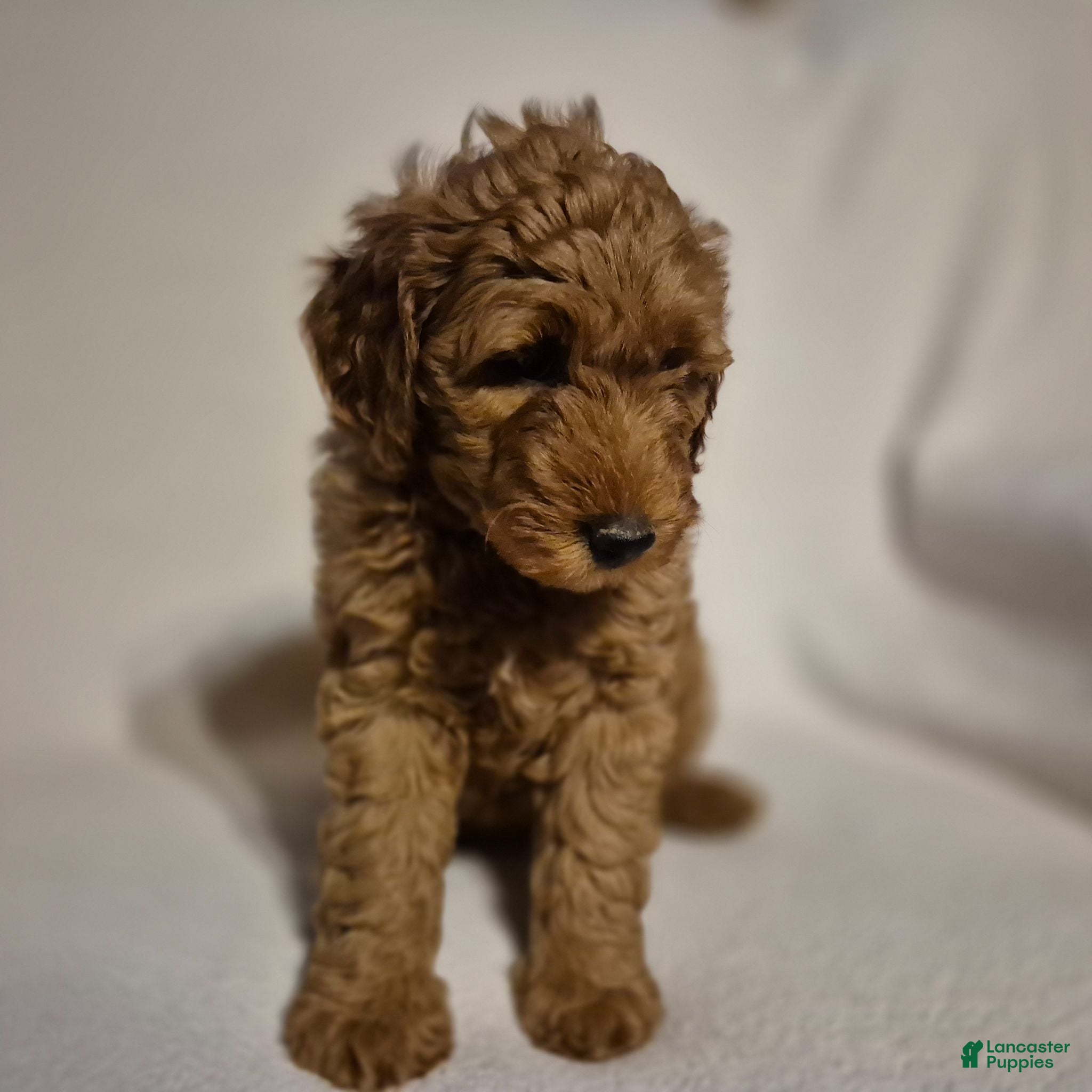 Goldendoodle dogs Lily - Ad 1