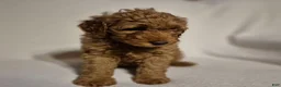 Goldendoodle dogs for sale: Lily - Ad 1