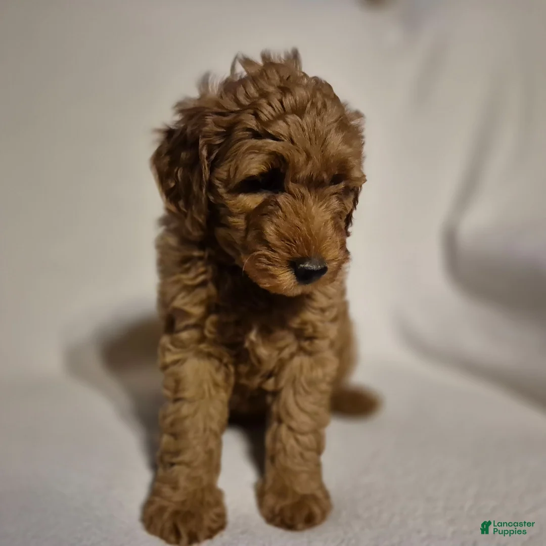 Goldendoodle dogs for sale: Lily - Ad 1