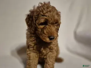Goldendoodle dogs for sale: Lily - Ad 1
