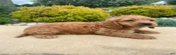 Cockapoo dogs for sale: Ranger - Ad 5